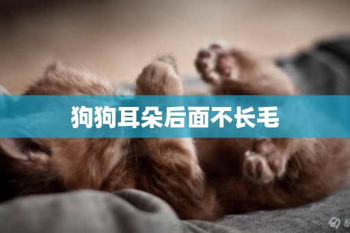 狗狗耳朵后面不長毛