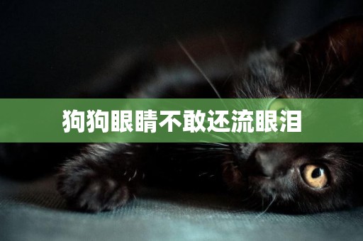 狗狗眼睛不敢還流眼淚