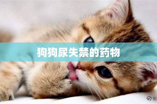 狗狗尿失禁的藥物