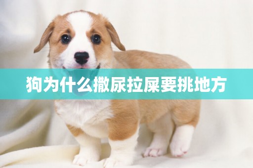 狗為什么撒尿拉屎要挑地方