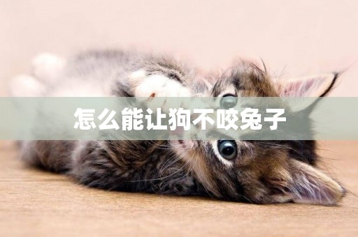 怎么能讓狗不咬兔子