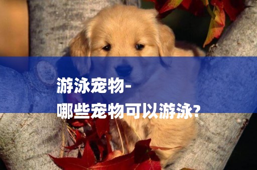 游泳寵物-
哪些寵物可以游泳?