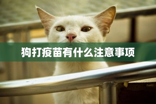狗打疫苗有什么注意事項