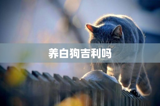 養白狗吉利嗎