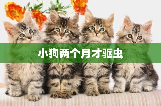 小狗兩個月才驅蟲