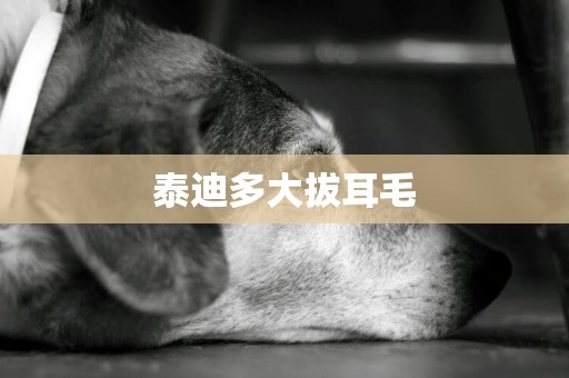 泰迪多大拔耳毛