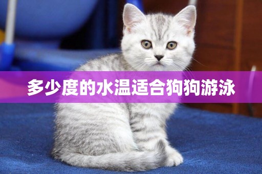 多少度的水溫適合狗狗游泳