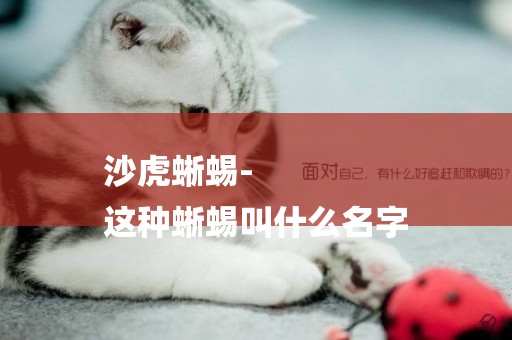 沙虎蜥蜴-
這種蜥蜴叫什么名字