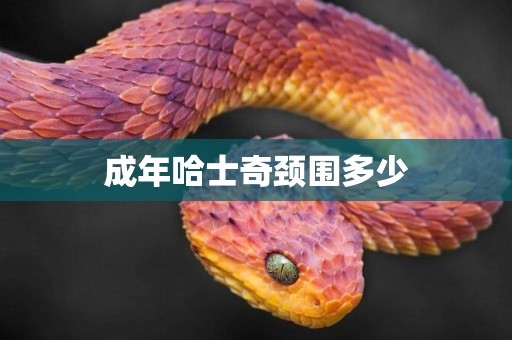 成年哈士奇頸圍多少