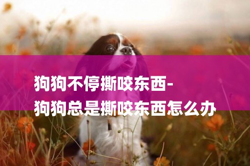 狗狗不停撕咬東西-
狗狗總是撕咬東西怎么辦
