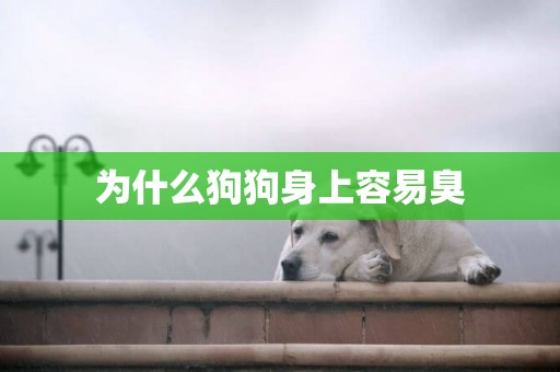 為什么狗狗身上容易臭