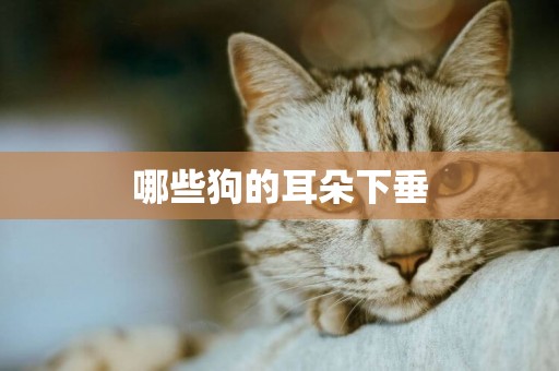 哪些狗的耳朵下垂
