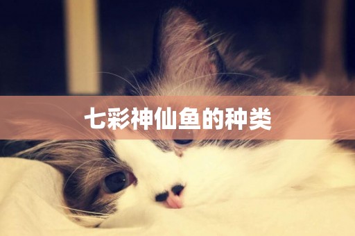 七彩神仙魚的種類