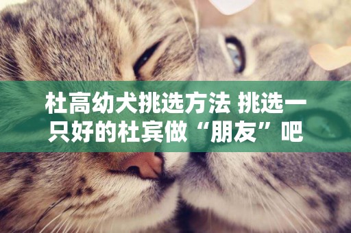 杜高幼犬挑選方法 挑選一只好的杜賓做“朋友”吧