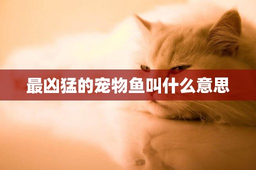 最兇猛的寵物魚叫什么意思