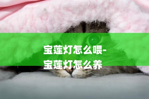 寶蓮燈怎么喂-
寶蓮燈怎么養