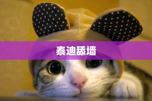 泰迪舔墻