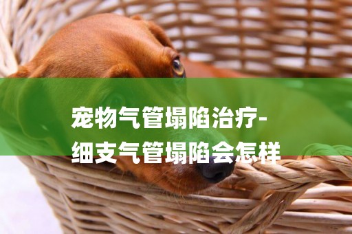 寵物氣管塌陷治療-
細支氣管塌陷會怎樣