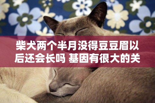 柴犬兩個半月沒得豆豆眉以后還會長嗎 基因有很大的關系