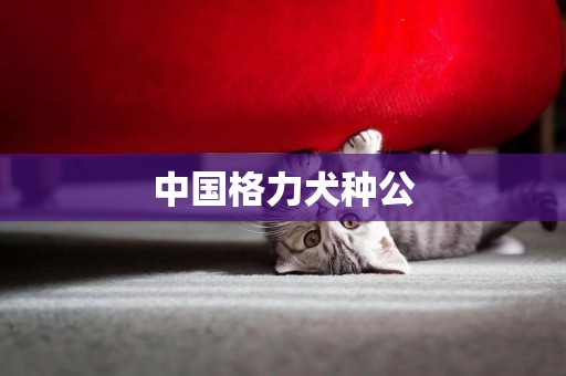 中國格力犬種公