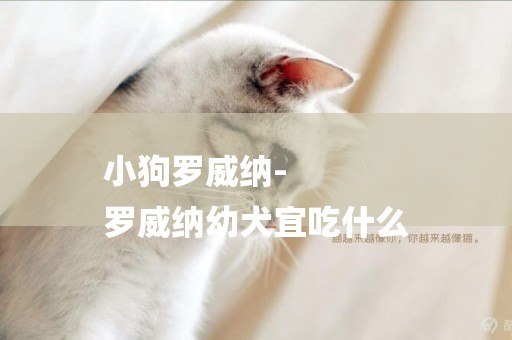 小狗羅威納-
羅威納幼犬宜吃什么
