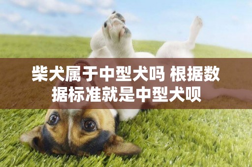 柴犬屬于中型犬嗎 根據數據標準就是中型犬唄