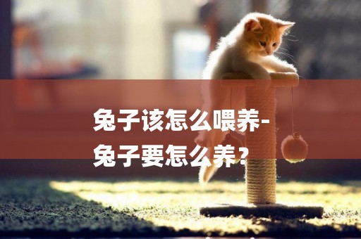 兔子該怎么喂養-
兔子要怎么養？