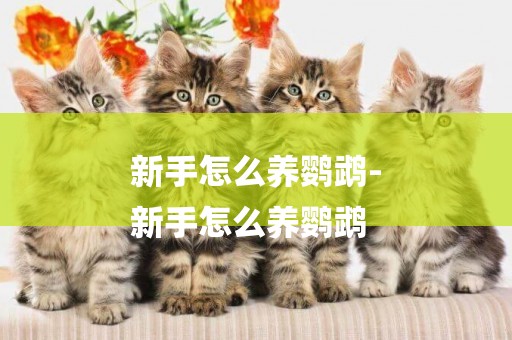 新手怎么養鸚鵡-
新手怎么養鸚鵡