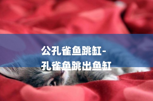 公孔雀魚跳缸-
孔雀魚跳出魚缸