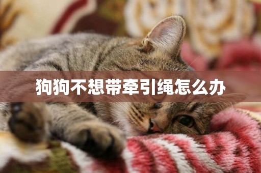 狗狗不想帶牽引繩怎么辦
