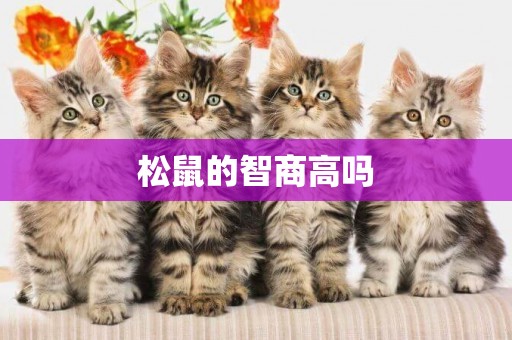 松鼠的智商高嗎
