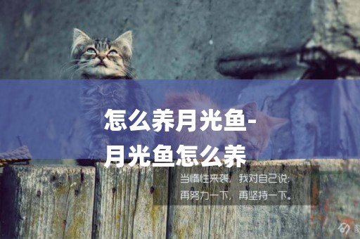 怎么養月光魚-
月光魚怎么養