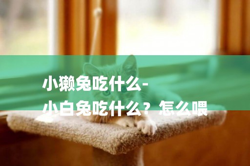 小獺兔吃什么-
小白兔吃什么？怎么喂