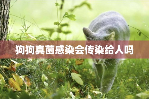 狗狗真菌感染會傳染給人嗎