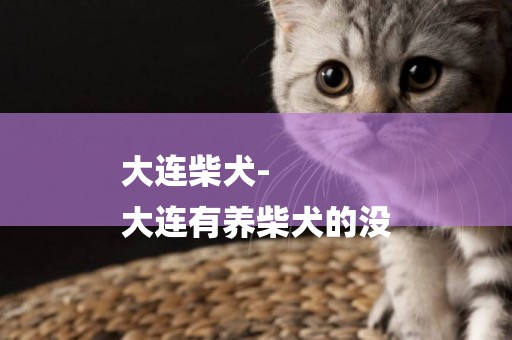 大連柴犬-
大連有養柴犬的沒