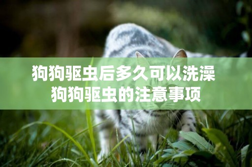 狗狗驅蟲后多久可以洗澡 狗狗驅蟲的注意事項