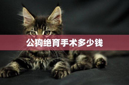 公狗絕育手術多少錢