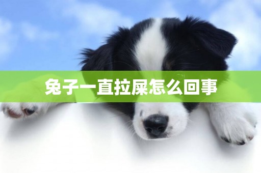 兔子一直拉屎怎么回事