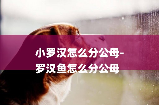 小羅漢怎么分公母-
羅漢魚怎么分公母
