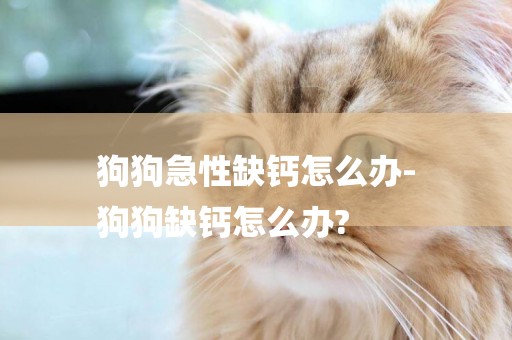 狗狗急性缺鈣怎么辦-
狗狗缺鈣怎么辦?