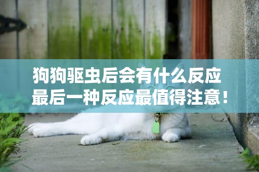 狗狗驅蟲后會有什么反應 最后一種反應最值得注意！
