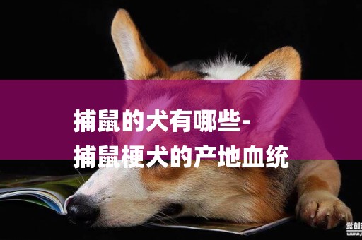 捕鼠的犬有哪些-
捕鼠梗犬的產地血統