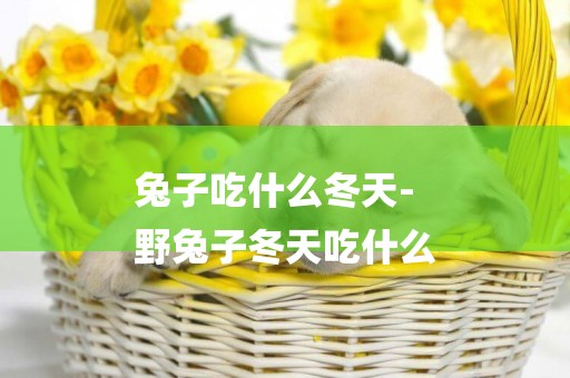 兔子吃什么冬天-
野兔子冬天吃什么