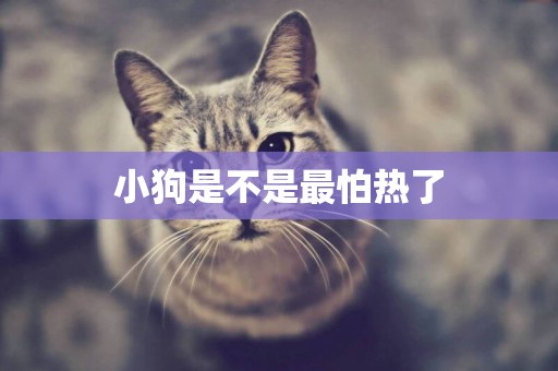 小狗是不是最怕熱了
