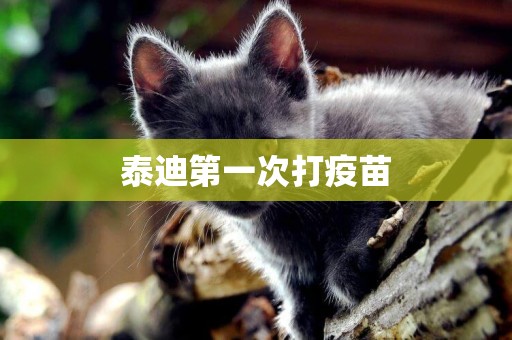 泰迪第一次打疫苗