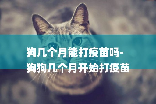 狗幾個月能打疫苗嗎-
狗狗幾個月開始打疫苗
