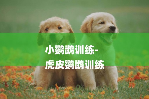 小鸚鵡訓練-
虎皮鸚鵡訓練