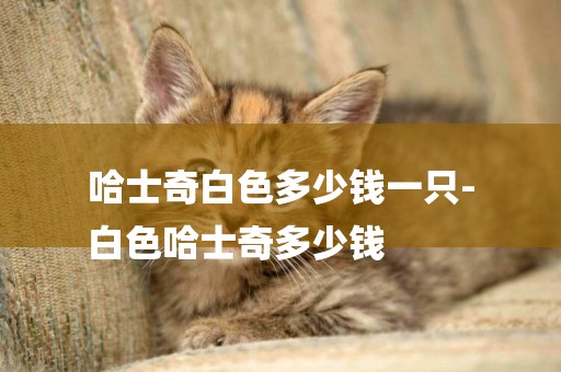 哈士奇白色多少錢一只-
白色哈士奇多少錢