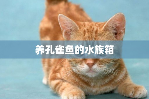養孔雀魚的水族箱