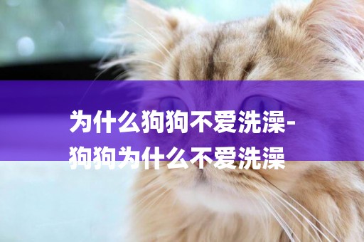 為什么狗狗不愛洗澡-
狗狗為什么不愛洗澡